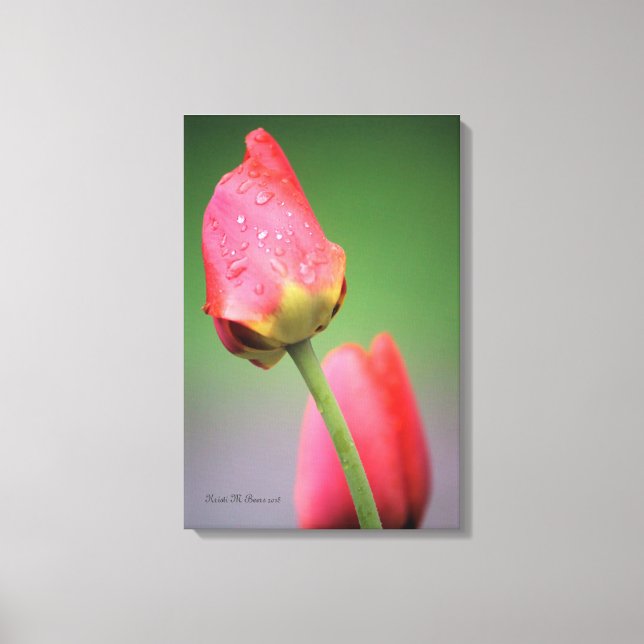 Two Pink Tulips Canvas Print (Front)