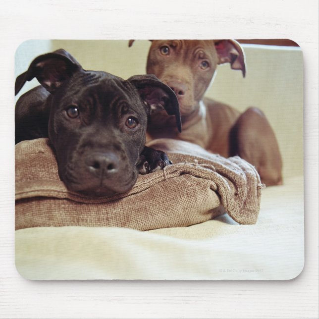 Two pit bull terriers sitting indoors, close-up mouse pad (Front)