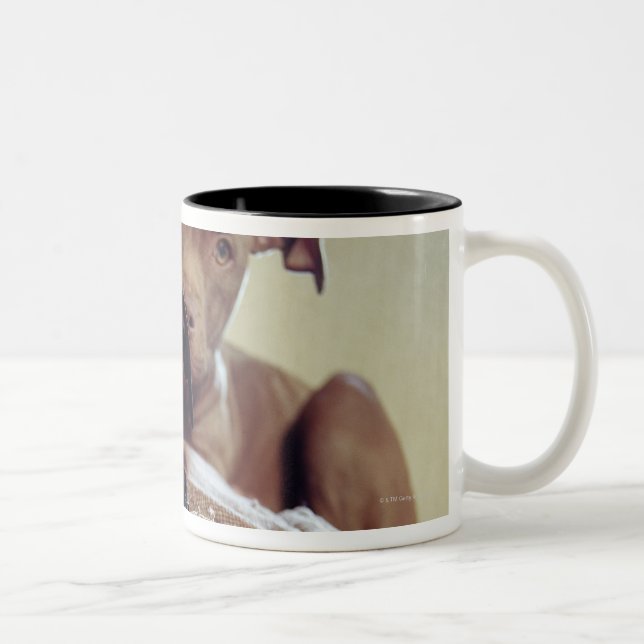 Two pit bull terriers sitting indoors, close-up Two-Tone coffee mug (Right)