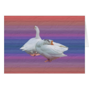 two playful white geese