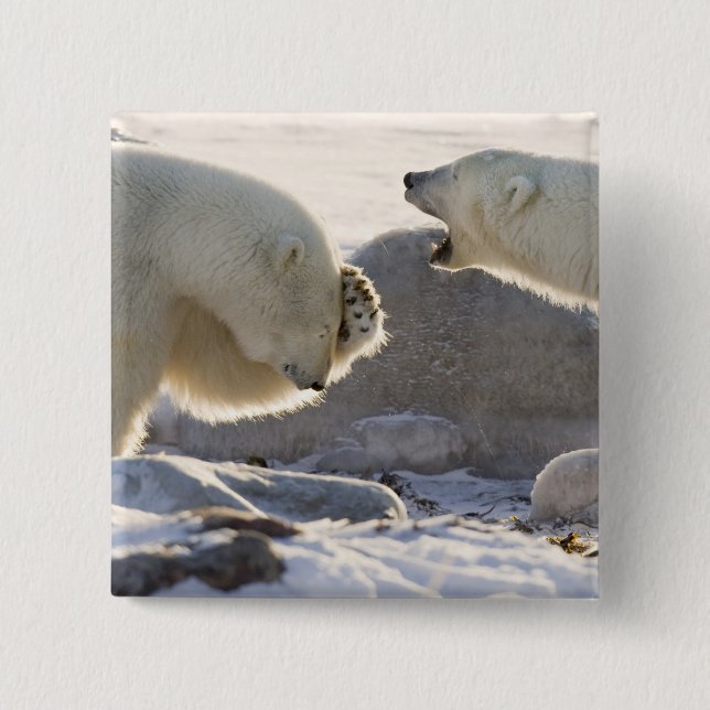 Two Polar Bears 2 Inch Square Button (Front)