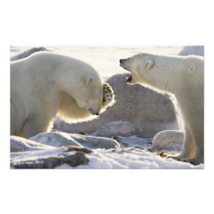 Two Polar Bears Photo Print