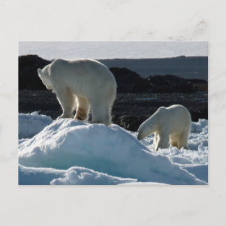 Two Polar bears Postcard