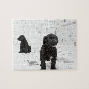 Two Portuguese Water Dog puppies in a room Jigsaw Puzzle