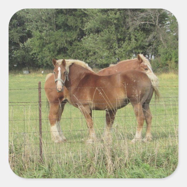 Two Pretty Amber Horses Cute Stickers (Front)