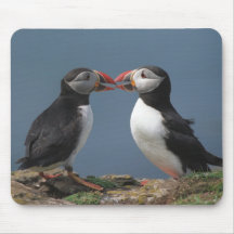 Two puffins