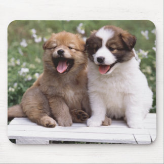 Two puppies sitting together mouse pad