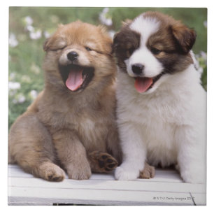 Two puppies sitting together tile