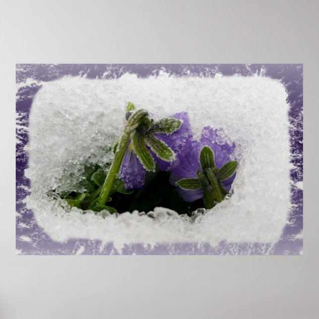 Two purple pansies poster (Front)