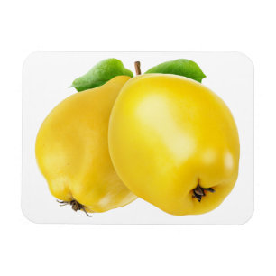 Two quince fruits magnet