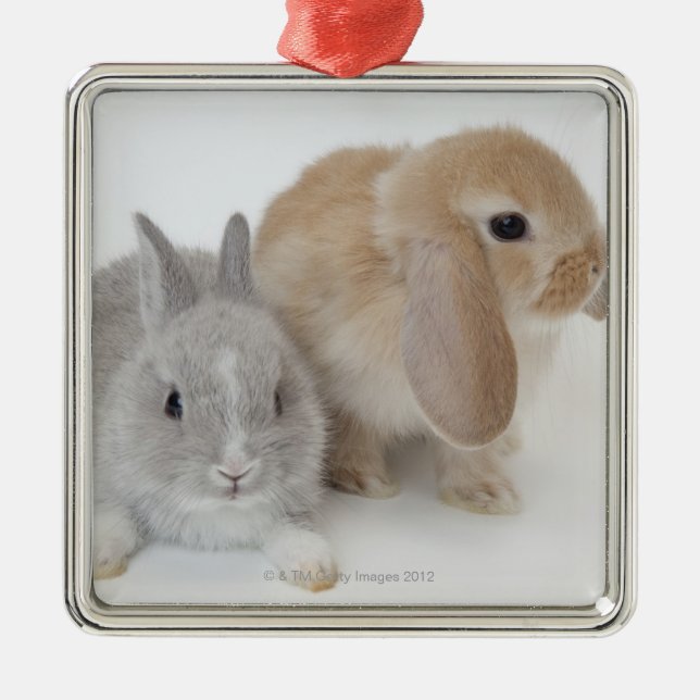 Two rabbits.Netherland Dwarf and Holland Lop. Metal Ornament (Front)