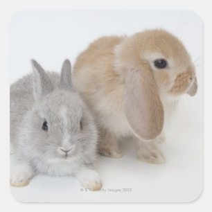 Two rabbits.Netherland Dwarf and Holland Lop. Square Sticker