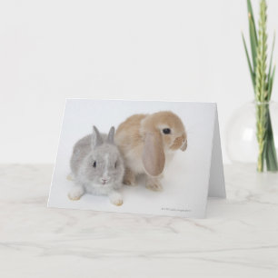 Two Rabbits   Netherland Dwarf & Holland Lop Card