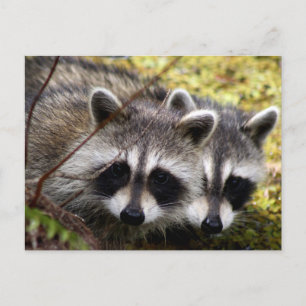 Two Raccoons Photo Postcard