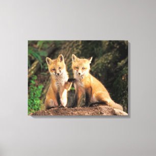 Two Red Fox Pups in Front of Their Den Canvas Print