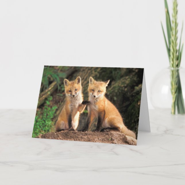 Two Red Fox Pups in Front of Their Den Card (Front)
