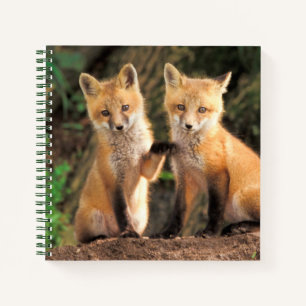 Two Red Fox Pups in Front of Their Den Notebook