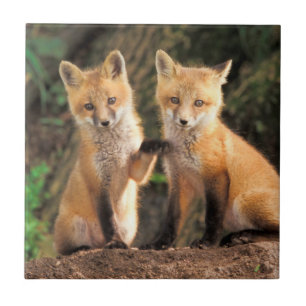 Two Red Fox Pups in Front of Their Den Tile