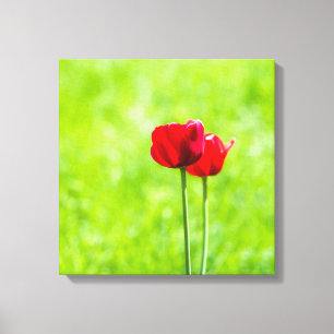 Two red tulip flowers canvas print