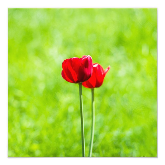 Two red tulip flowers photo print (Front)