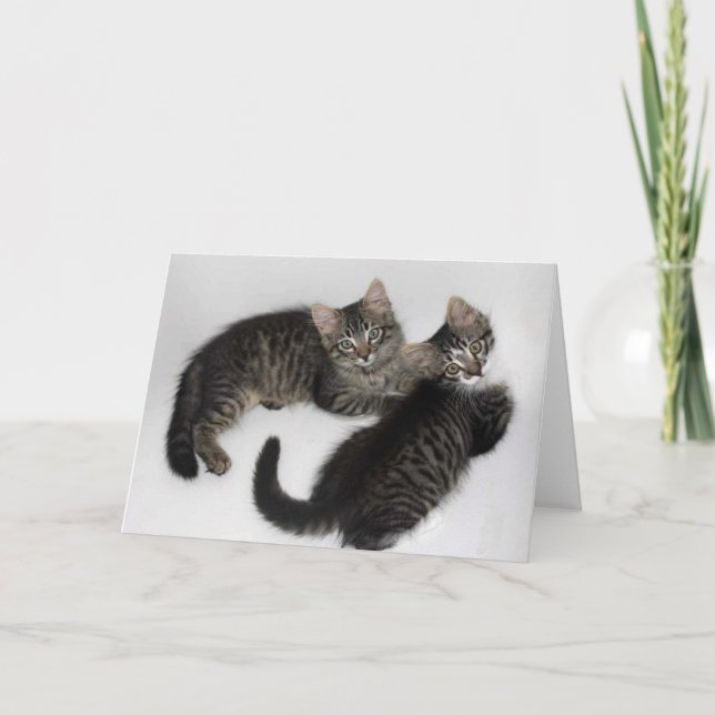 Two Rescued Kittens Blank Greeting Card (Front)