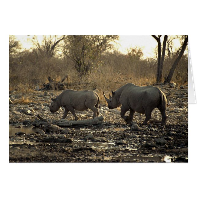 Two rhinos (Front Horizontal)