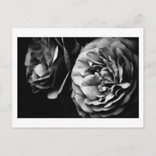 two roses postcard