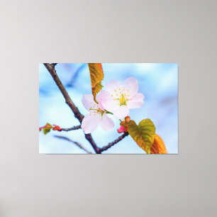 Two Sakura Flowers Of Pale Pink Colour In Spring Canvas Print