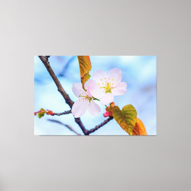 Two Sakura Flowers Of Pale Pink Colour In Spring Canvas Print (Front)