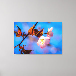 Two Sakura Flowers On Blue Canvas Print