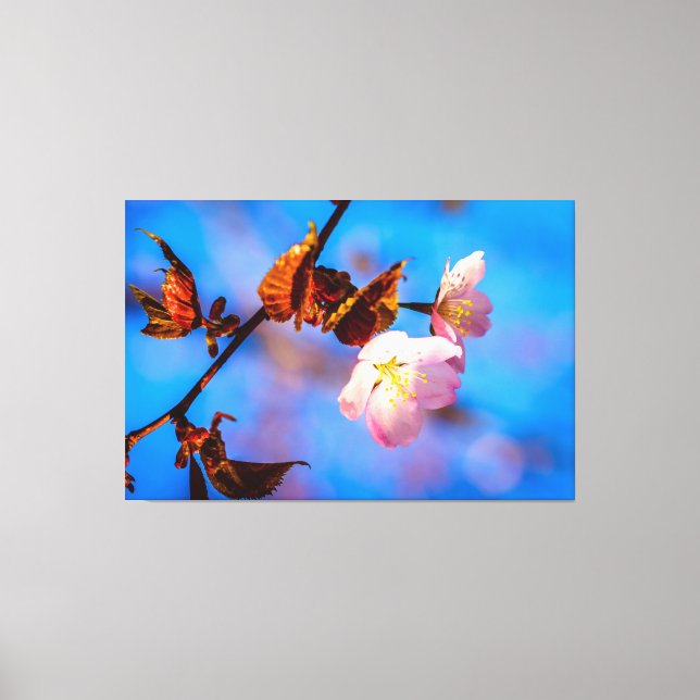 Two Sakura Flowers On Blue Canvas Print (Front)