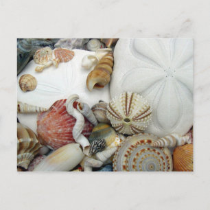 Two Sand Dollars Blank Postcard