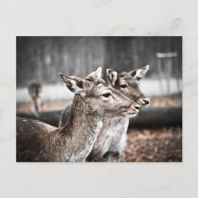 Two Sandbar Deer Postcard (Front)