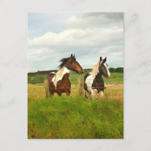 Two Scottish beauties Postcard