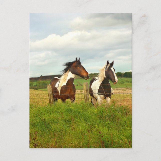 Two Scottish beauties Postcard (Front)