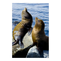 Two Sea Lions Sunning Poster