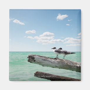 Two seagulls sitting on a dead tree sticking out magnet