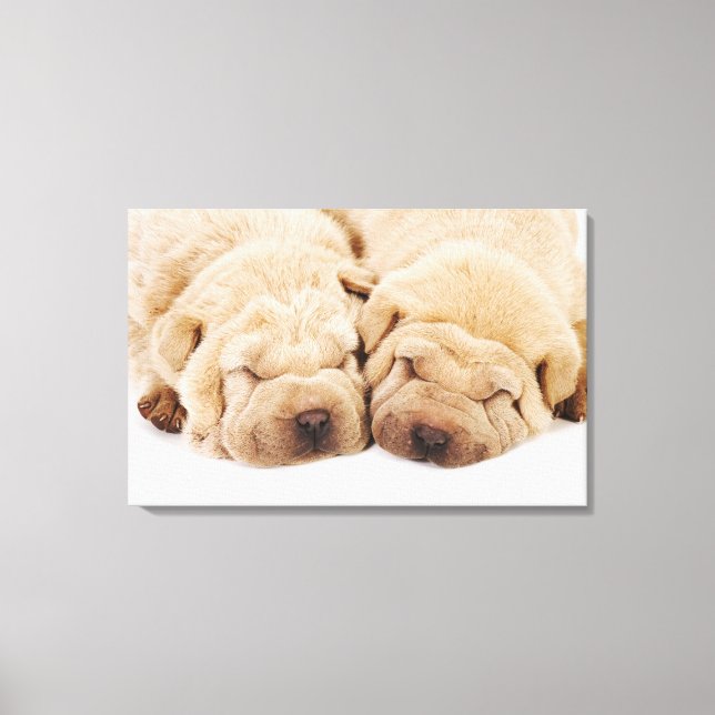 Two Shar Pei puppies sleeping Canvas Print (Front)
