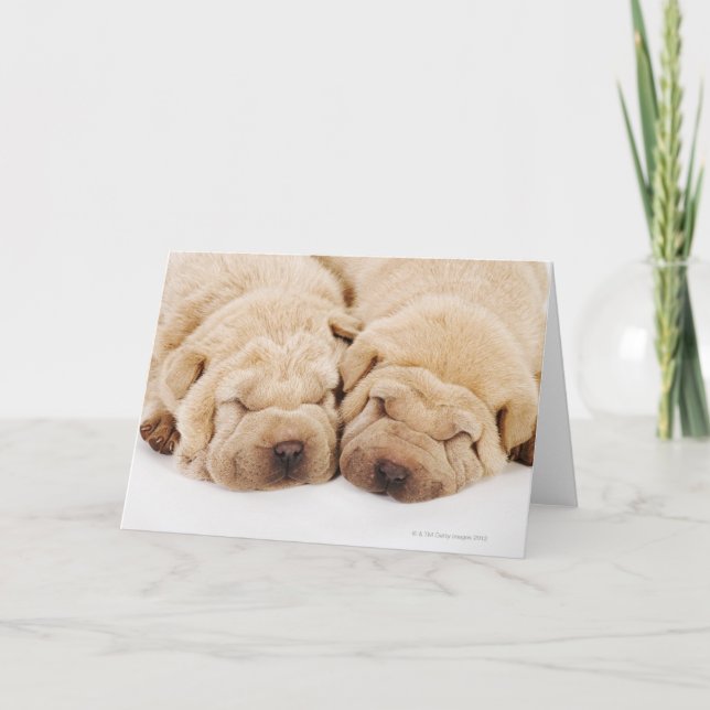 Two Shar Pei puppies sleeping Card (Front)