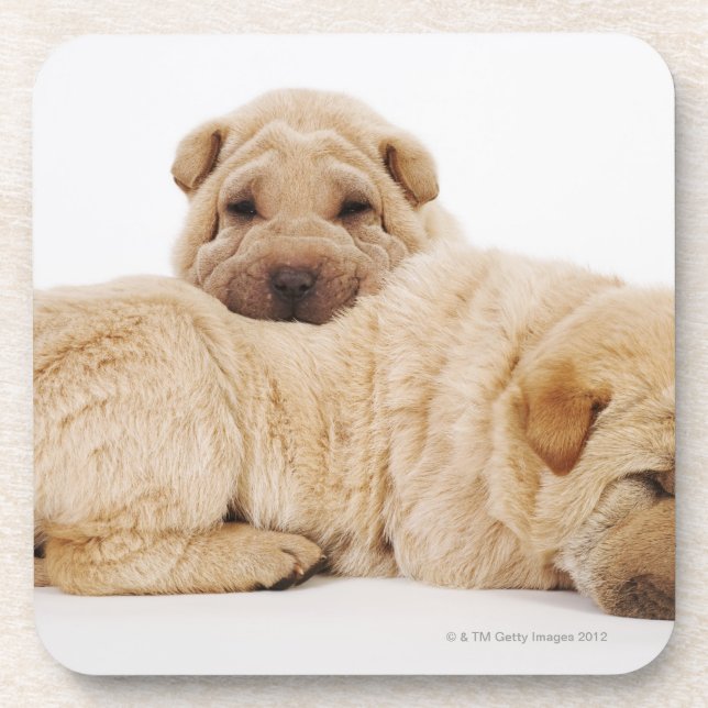 Two Shar Pei puppies sleeping, studio shot Coaster (Front)