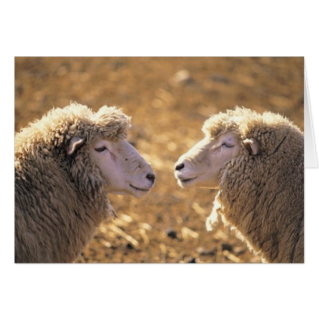 Two Sheep (Front Horizontal)