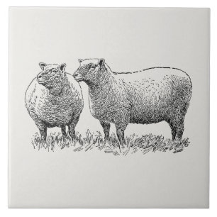 Two Sheep Illustrated Art Tile