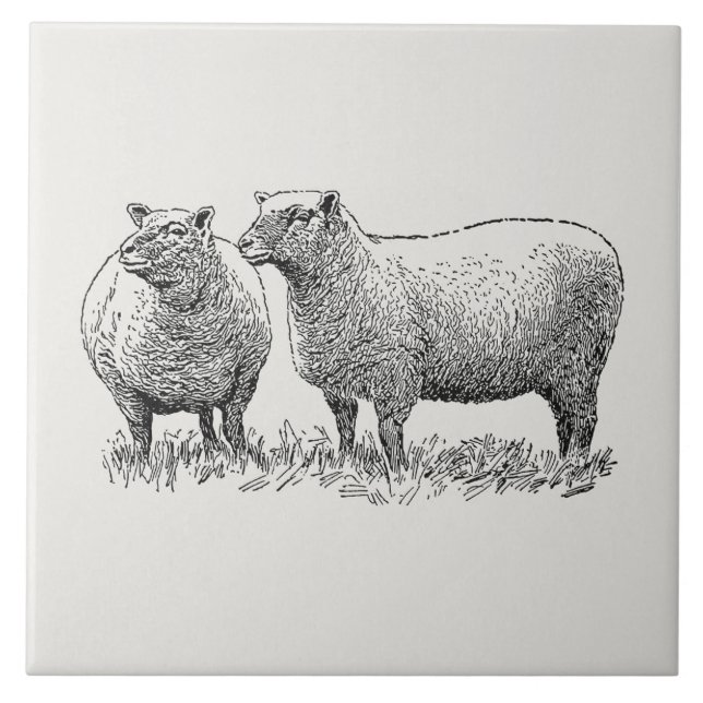 Two Sheep Illustrated Art Tile (Front)