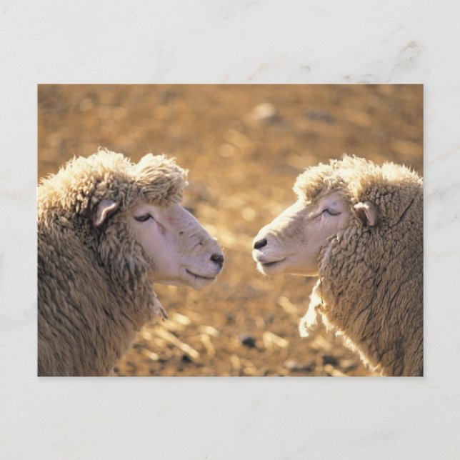 Two Sheep Postcard (Front)
