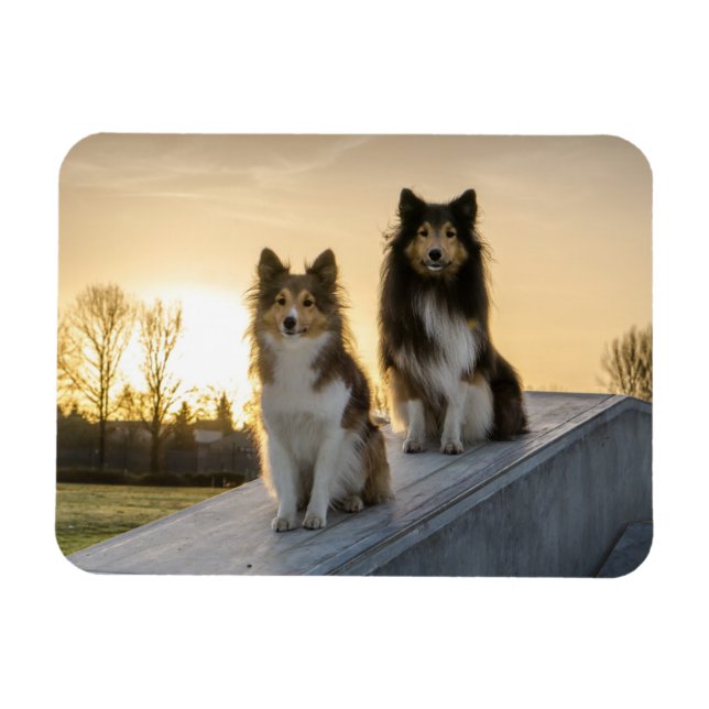Two Shelties on a Roof at Sunrise Magnet (Horizontal)