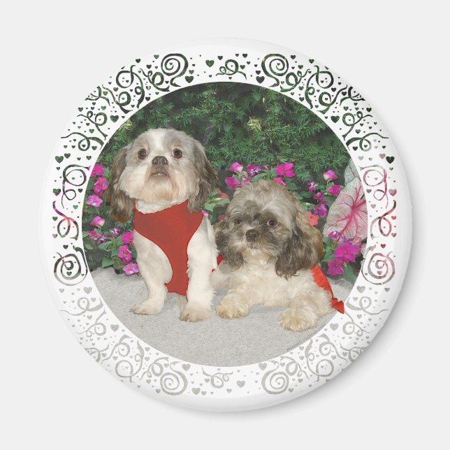 Two Shih Tzus in a Garden Magnet (Front)