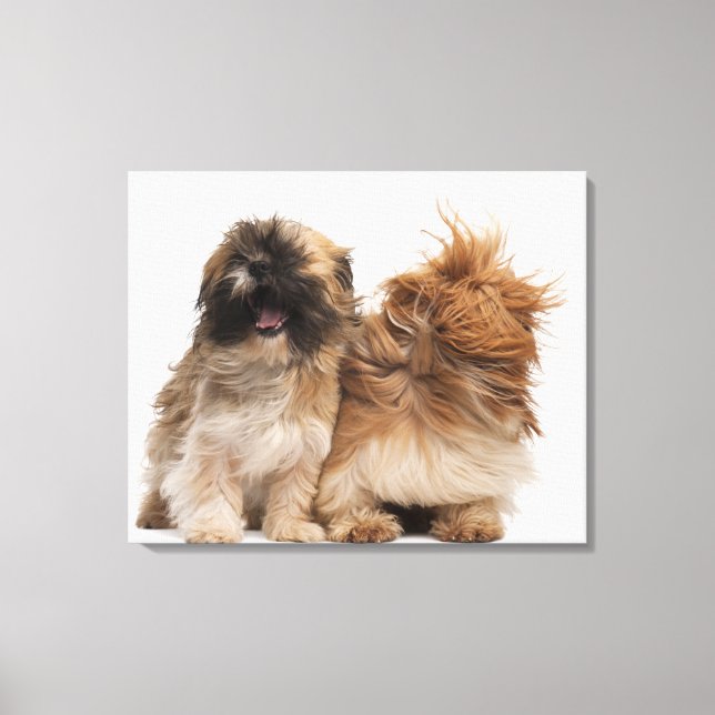 Two Shih-Tzus in the wind Canvas Print (Front)