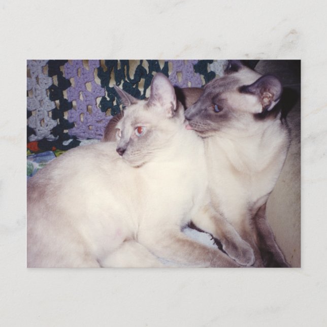 Two Siamese Cats Grooming Postcard (Front)