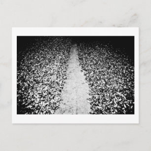 two sides of cocoa postcard