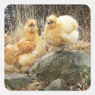 Two Silkie Chickens Sticker